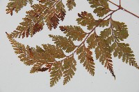 海州骨碎補藏品圖，第4張