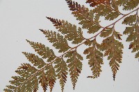 海州骨碎補藏品圖，第5張