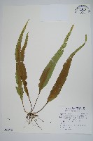 粵瓦葦藏品圖，第1張