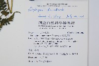 川上氏雙蓋蕨藏品圖，第2張