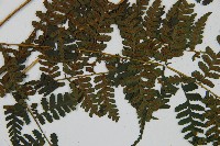 川上氏雙蓋蕨藏品圖，第3張