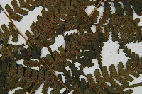 川上氏雙蓋蕨藏品圖，第4張