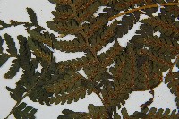 川上氏雙蓋蕨藏品圖，第5張