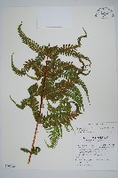 毛囊紫柄蕨藏品圖，第1張