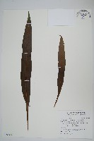 大星蕨藏品圖，第1張