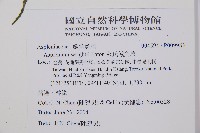 萊氏鐵角蕨藏品圖，第2張