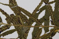 萊氏鐵角蕨藏品圖，第4張