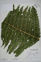 大葉金星蕨藏品圖，第1張