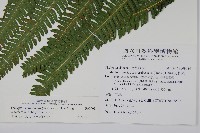 大葉金星蕨藏品圖，第2張