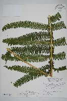 大葉金星蕨藏品圖，第3張