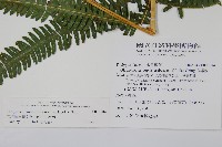 大葉金星蕨藏品圖，第4張