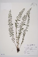 鱗柄鐵角蕨藏品圖，第1張