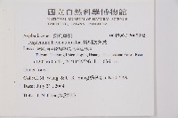 鱗柄鐵角蕨藏品圖，第2張