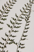 鱗柄鐵角蕨藏品圖，第3張