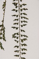 鱗柄鐵角蕨藏品圖，第5張