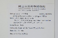 骨牌蕨藏品圖，第2張