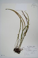 書帶蕨藏品圖，第1張