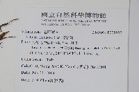 書帶蕨藏品圖，第2張