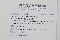 稀子蕨藏品圖，第2張