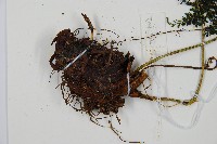 稀子蕨藏品圖，第3張