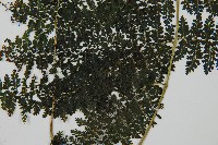 稀子蕨藏品圖，第4張