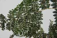 稀子蕨藏品圖，第5張