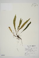 劍葉鐵角蕨、箭葉鐵角蕨藏品圖，第1張