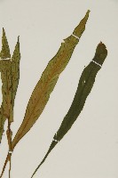 劍葉鐵角蕨、箭葉鐵角蕨藏品圖，第3張