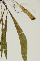 劍葉鐵角蕨、箭葉鐵角蕨藏品圖，第4張