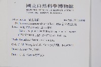 細柄雙蓋蕨藏品圖，第2張