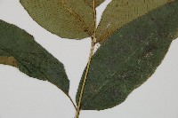 細柄雙蓋蕨藏品圖，第4張