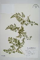 海金沙藏品圖，第1張