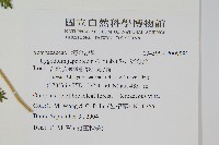 海金沙藏品圖，第2張