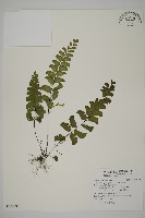 半月形鐵線蕨藏品圖，第1張