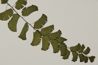 半月形鐵線蕨藏品圖，第3張