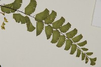 半月形鐵線蕨藏品圖，第4張