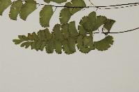 半月形鐵線蕨藏品圖，第5張