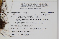 膜葉星蕨藏品圖，第2張