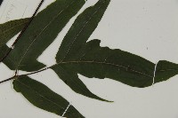 紫柄三叉蕨藏品圖，第3張