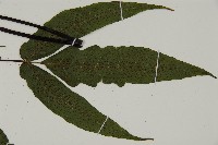 紫柄三叉蕨藏品圖，第4張