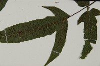 紫柄三叉蕨藏品圖，第5張