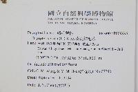 南海鱗毛蕨藏品圖，第2張