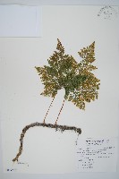 海州骨碎補藏品圖，第1張