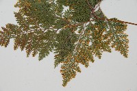 海州骨碎補藏品圖，第7張