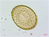 海州骨碎補藏品圖，第3張