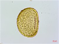 海州骨碎補藏品圖，第4張