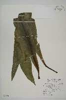 南洋山蘇花藏品圖，第1張