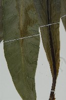 南洋山蘇花藏品圖，第4張