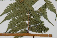 蘭嶼筆筒樹、蘭嶼桫欏藏品圖，第3張