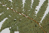 蘭嶼筆筒樹、蘭嶼桫欏藏品圖，第4張